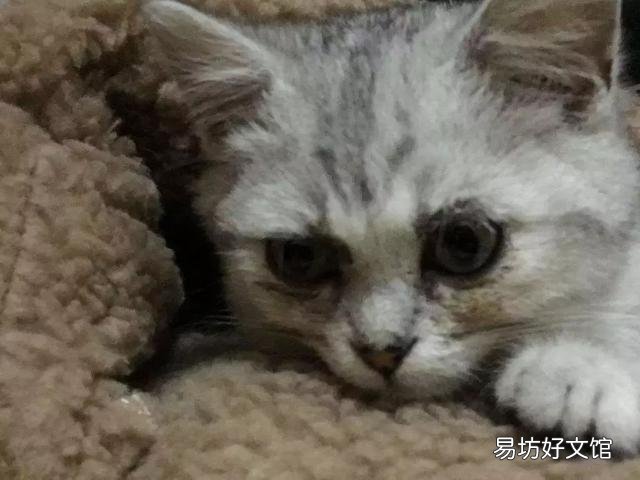 猫眼屎多是什么原因(猫眼屎多正常吗)