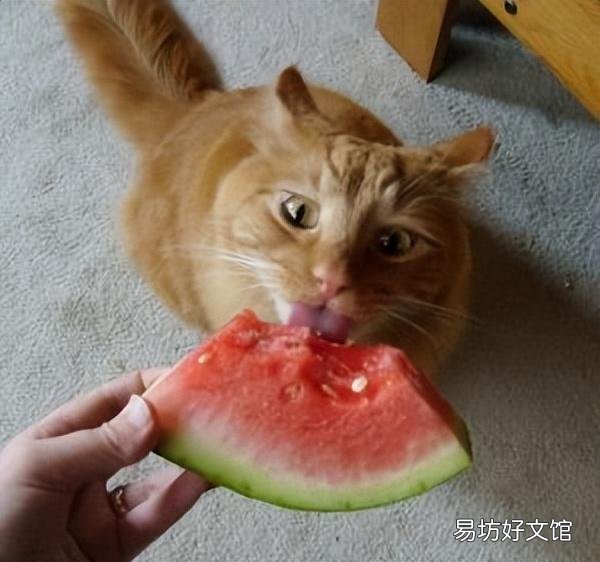 猫能吃韭菜吗(宠物猫可以吃韭菜吗)