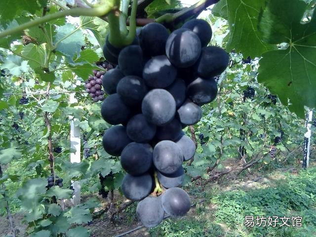 猫能吃韭菜吗(宠物猫可以吃韭菜吗)