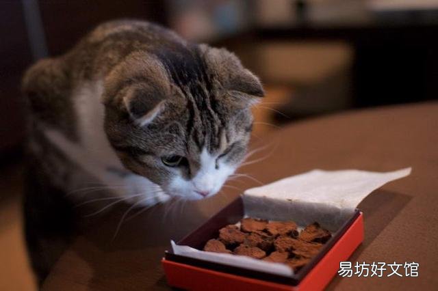 猫能吃韭菜吗(宠物猫可以吃韭菜吗)