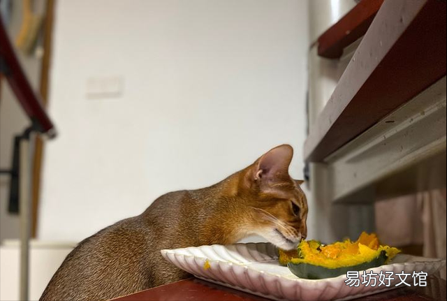 猫能吃韭菜吗(宠物猫可以吃韭菜吗)