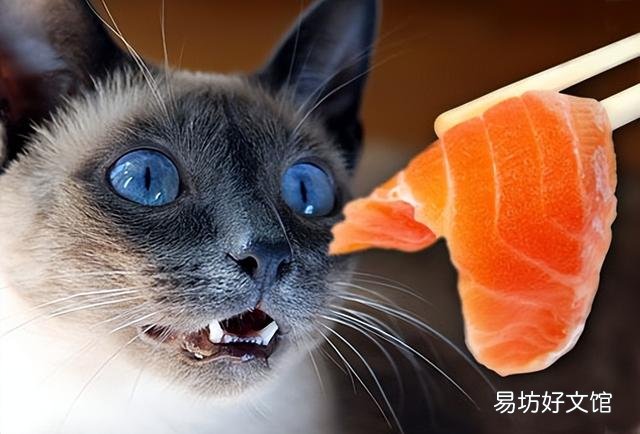 猫能吃韭菜吗(宠物猫可以吃韭菜吗)