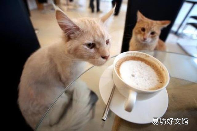 猫能吃韭菜吗(宠物猫可以吃韭菜吗)