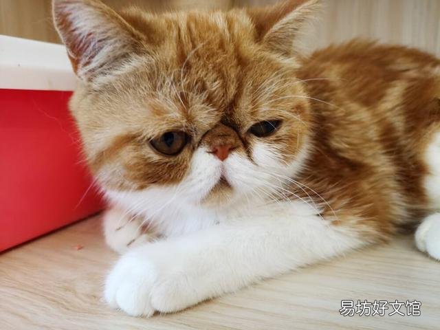 加菲猫寿命一般多少年(加菲猫寿命是多少年)