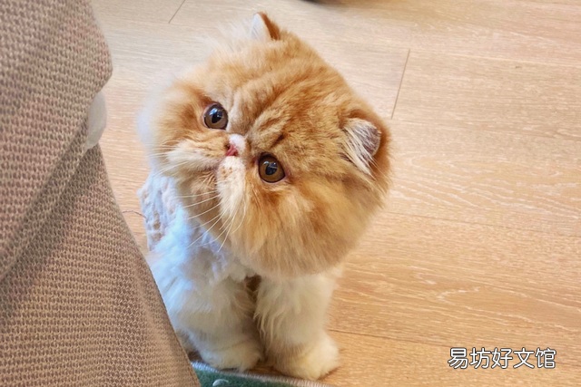 加菲猫寿命一般多少年(加菲猫寿命是多少年)