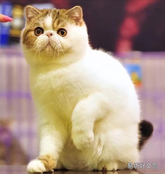 加菲猫寿命一般多少年(加菲猫寿命是多少年)