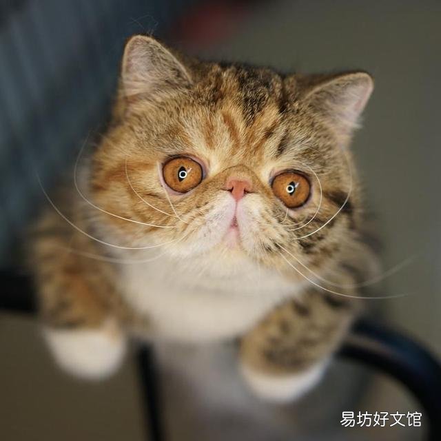 加菲猫寿命一般多少年(加菲猫寿命是多少年)