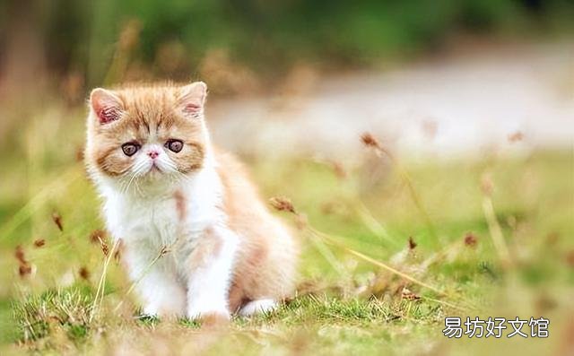 加菲猫寿命一般多少年(加菲猫寿命是多少年)