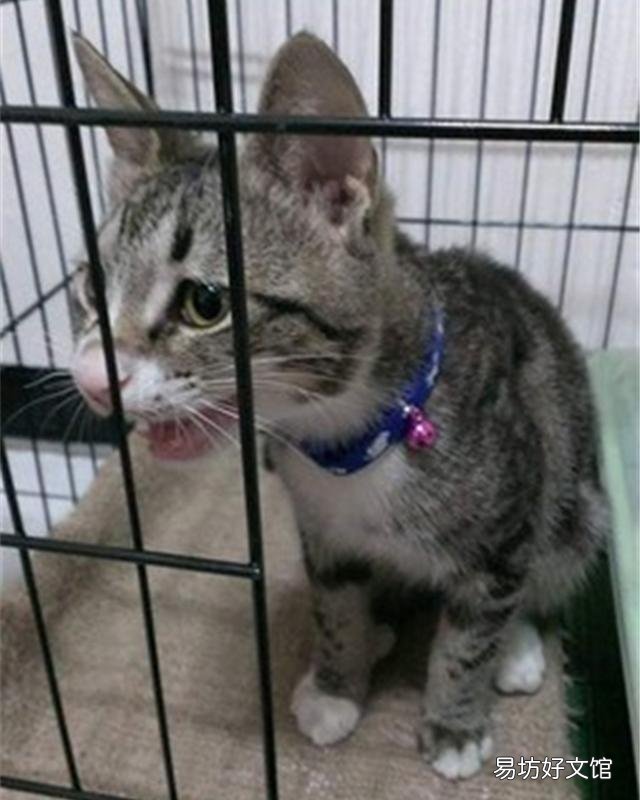 猫能听懂人话吗(狸花猫能听懂人话吗)