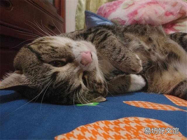猫能听懂人话吗(狸花猫能听懂人话吗)