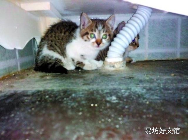 猫能听懂人话吗(狸花猫能听懂人话吗)