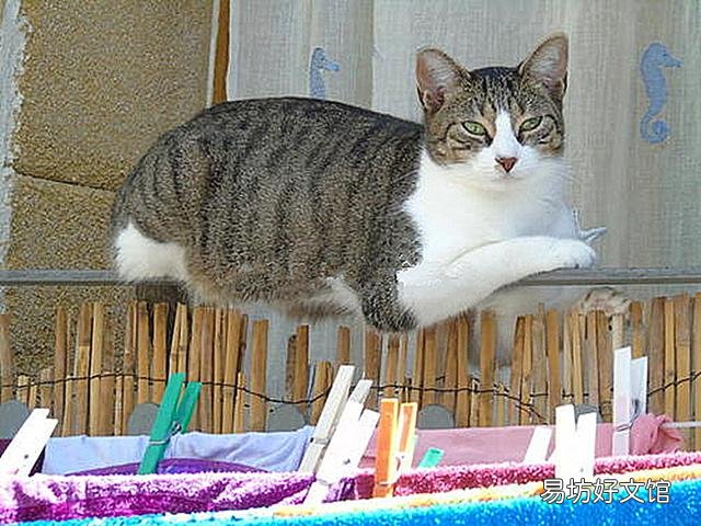 猫能听懂人话吗(狸花猫能听懂人话吗)