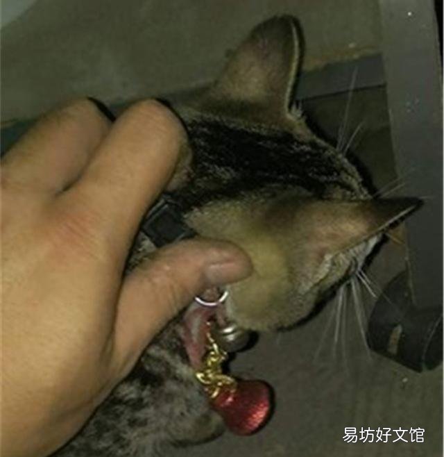 猫能听懂人话吗(狸花猫能听懂人话吗)