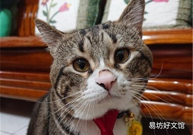 猫能听懂人话吗(狸花猫能听懂人话吗)