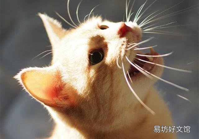 猫能听懂人话吗(狸花猫能听懂人话吗)