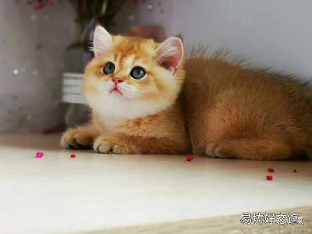 短鼻猫有哪些品种(短鼻猫都有哪些)