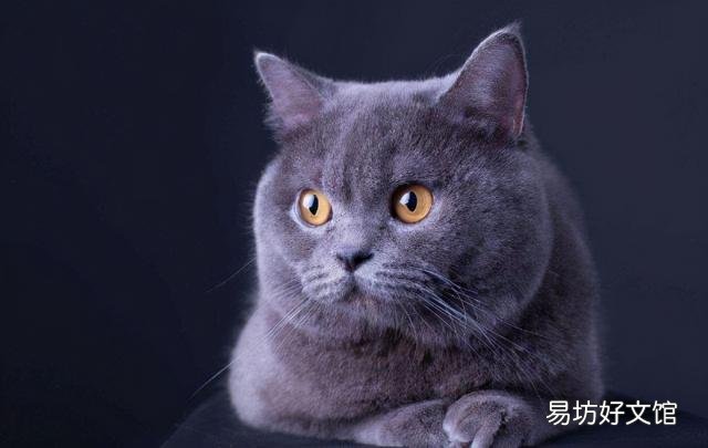 短鼻猫有哪些品种(短鼻猫都有哪些)