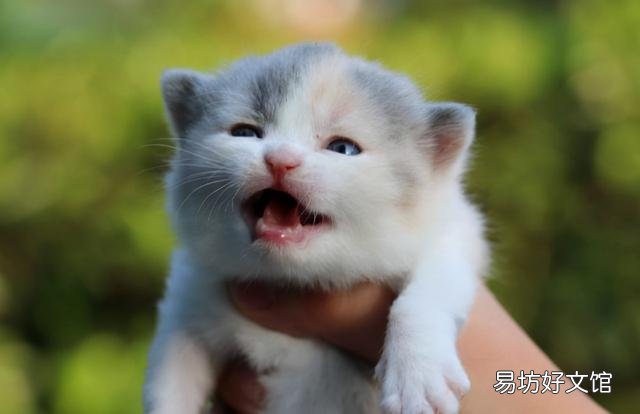 短鼻猫有哪些品种(短鼻猫都有哪些)