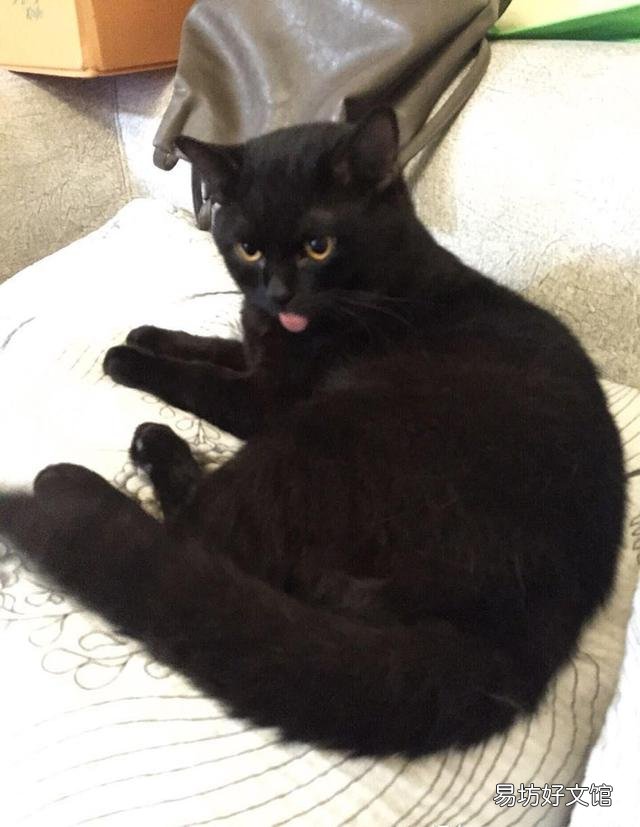 短鼻猫有哪些品种(短鼻猫都有哪些)