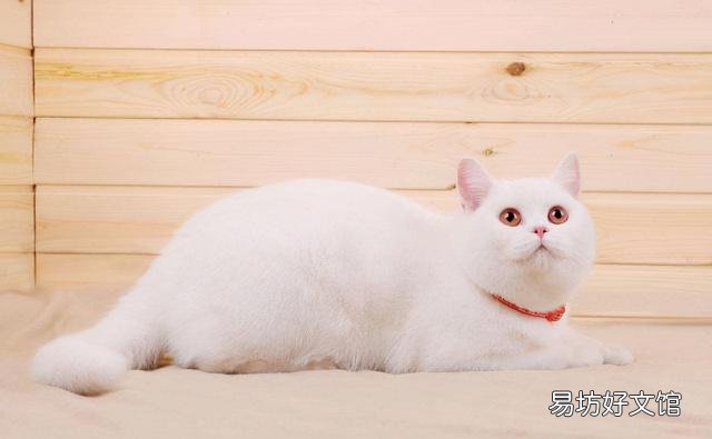 短鼻猫有哪些品种(短鼻猫都有哪些)