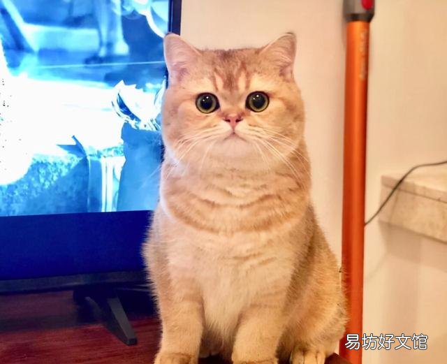 短鼻猫有哪些品种(短鼻猫都有哪些)