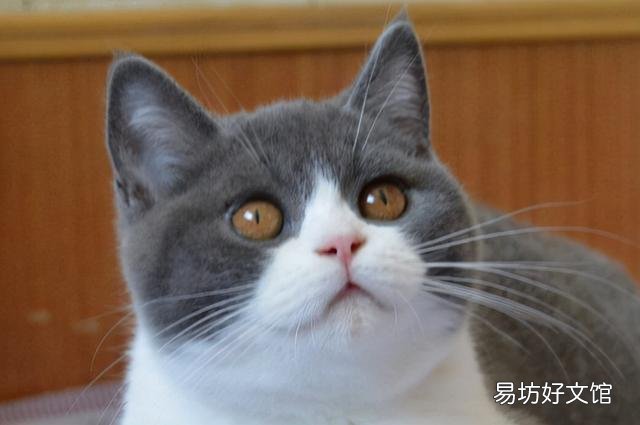 短鼻猫有哪些品种(短鼻猫都有哪些)