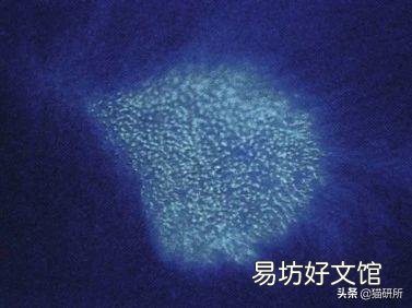猫藓用什么药(猫藓用什么药最有效)