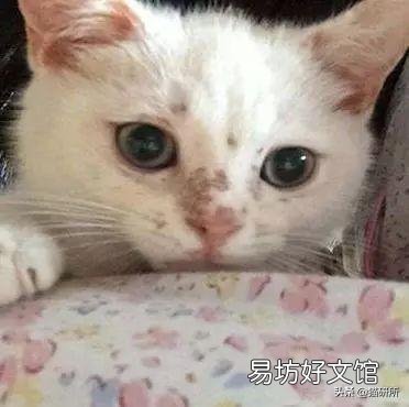 猫藓用什么药(猫藓用什么药最有效)