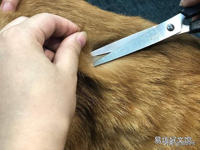 猫藓用什么药(猫藓用什么药最有效)
