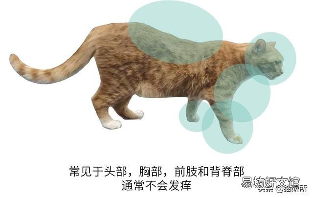 猫藓用什么药(猫藓用什么药最有效)