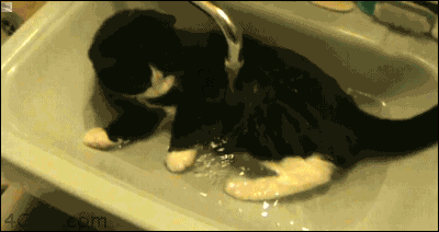 猫藓用什么药(猫藓用什么药最有效)