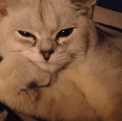 猫藓用什么药(猫藓用什么药最有效)