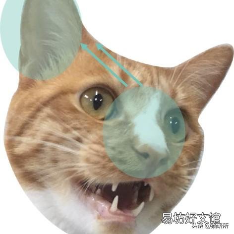 猫藓用什么药(猫藓用什么药最有效)