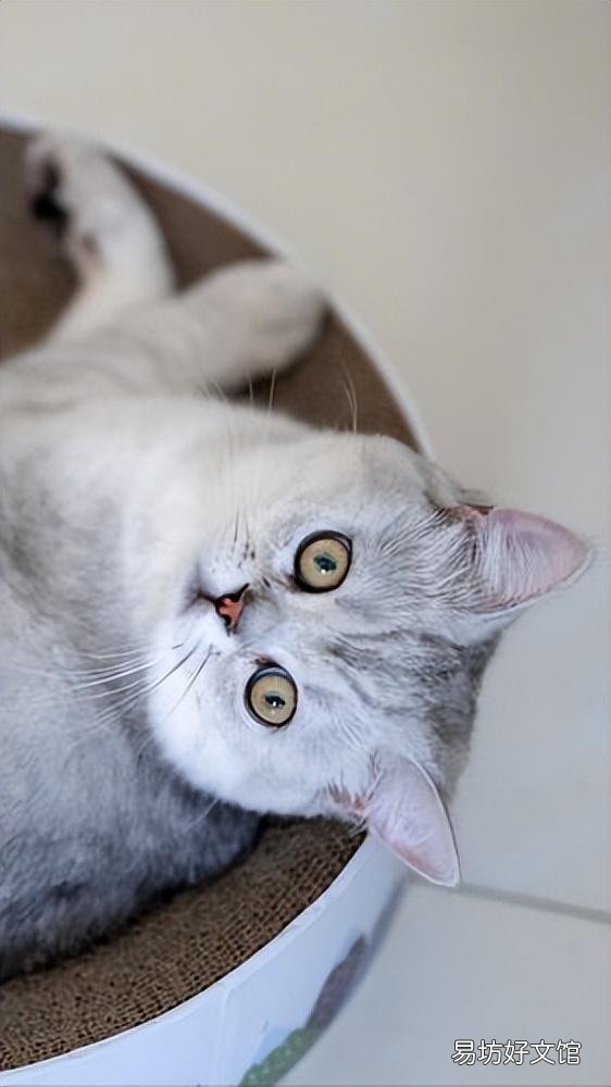 银渐层猫掉毛严重怎么办(银渐层猫掉毛厉害怎么办)