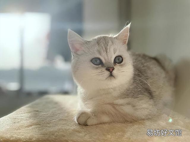 银渐层猫掉毛严重怎么办(银渐层猫掉毛厉害怎么办)