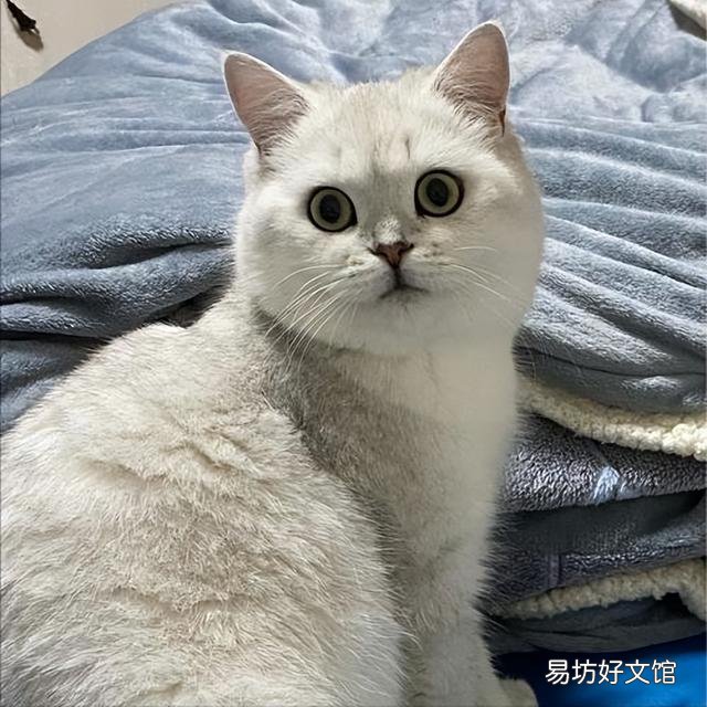银渐层猫掉毛严重怎么办(银渐层猫掉毛厉害怎么办)
