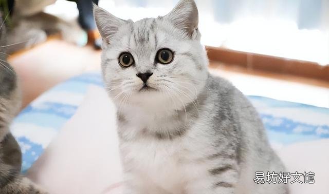 银渐层猫掉毛严重怎么办(银渐层猫掉毛厉害怎么办)