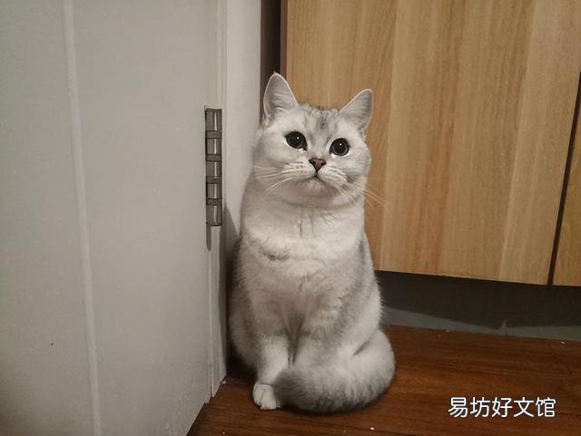 银渐层猫掉毛严重怎么办(银渐层猫掉毛厉害怎么办)