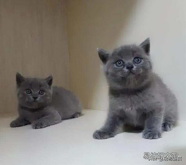 英短三花猫是怎么配出来的(英短三花猫是什么品种)