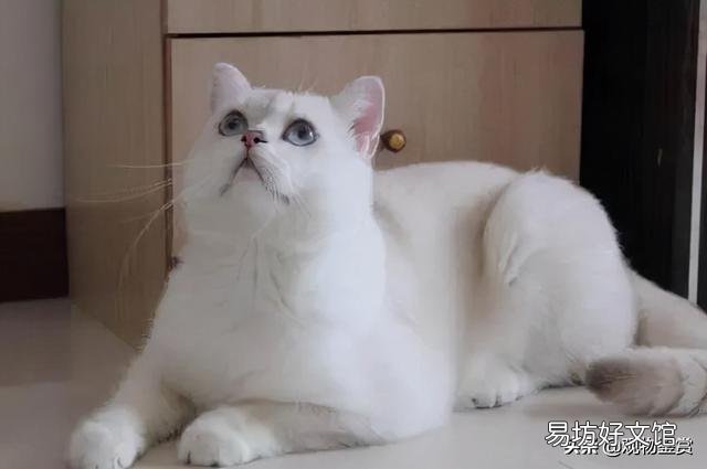 英短三花猫是怎么配出来的(英短三花猫是什么品种)