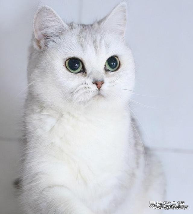 英短三花猫是怎么配出来的(英短三花猫是什么品种)