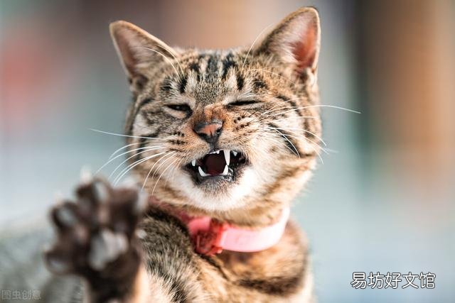猫原始袋可以捏吗(猫原始袋摸起来什么感觉)