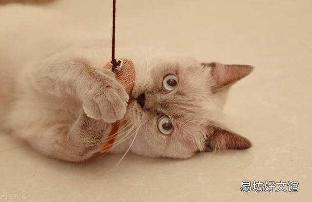 猫原始袋可以捏吗(猫原始袋摸起来什么感觉)