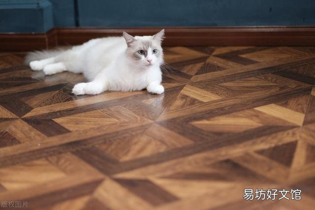 猫原始袋可以捏吗(猫原始袋摸起来什么感觉)