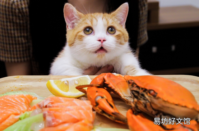猫可以吃薯片吗(猫可不可以吃薯片?)