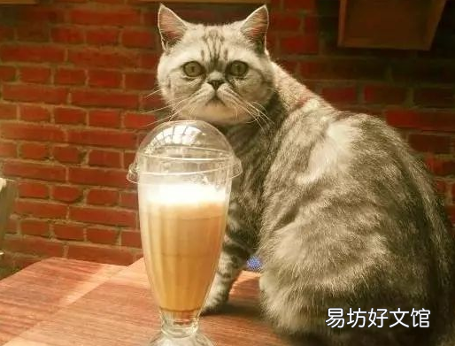 猫可以吃薯片吗(猫可不可以吃薯片?)