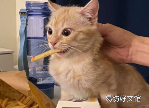 猫可以吃薯片吗(猫可不可以吃薯片?)