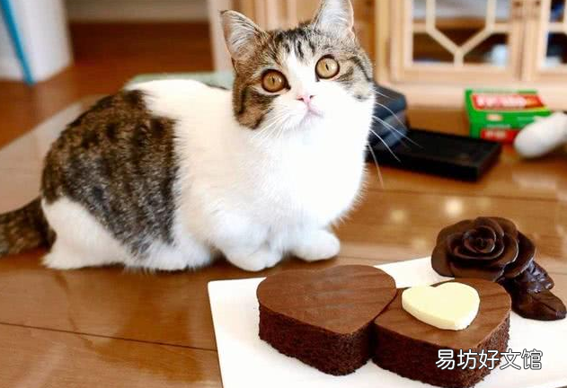 猫可以吃薯片吗(猫可不可以吃薯片?)