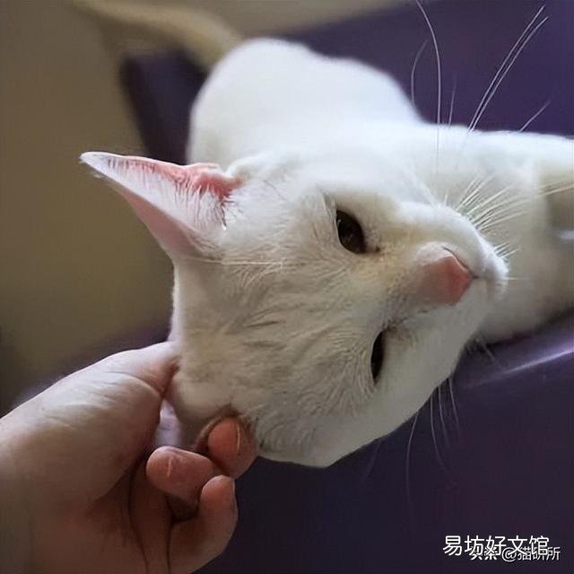 猫为什么喜欢被挠下巴(猫为什么喜欢被人挠下巴)