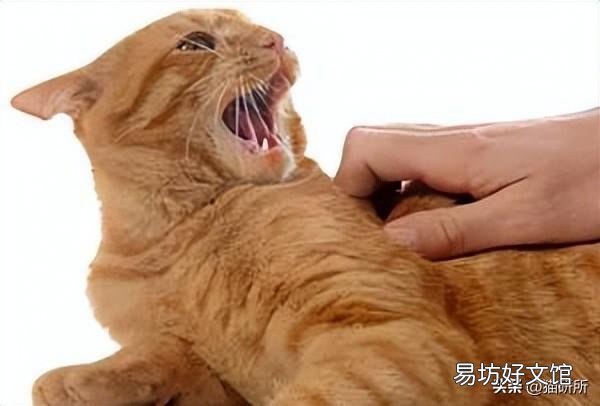 猫为什么喜欢被挠下巴(猫为什么喜欢被人挠下巴)